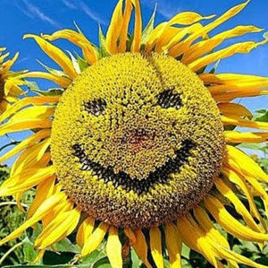 Meet your Posher, Kapusta